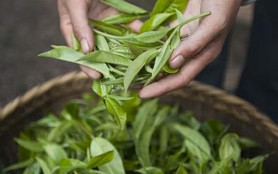 祁门红茶和云南滇红茶哪个好,祁门红茶英德红茶滇红