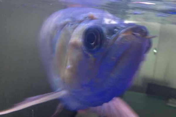 换季龙鱼状态不好怎么调理,龙鱼身上起水泡怎么处理