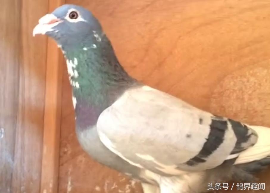 老信鸽开家技巧,信鸽开家最好方法