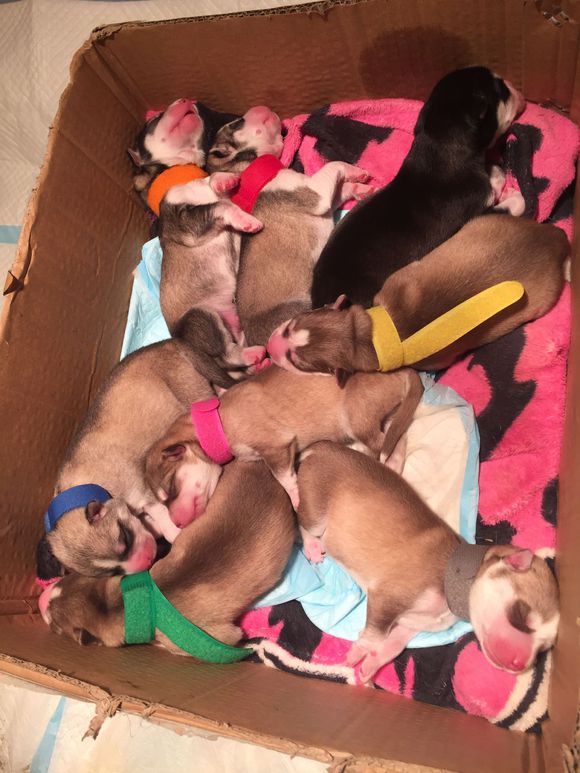 二哈怀孕两个月肚子什么样子,二哈怀孕第5周