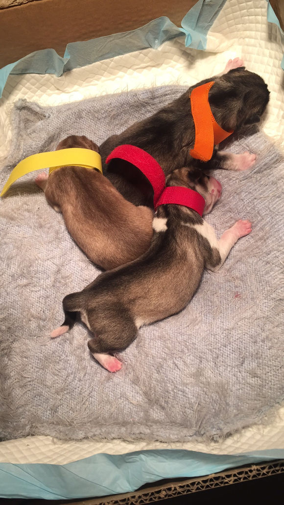 二哈怀孕两个月肚子什么样子,二哈怀孕第5周