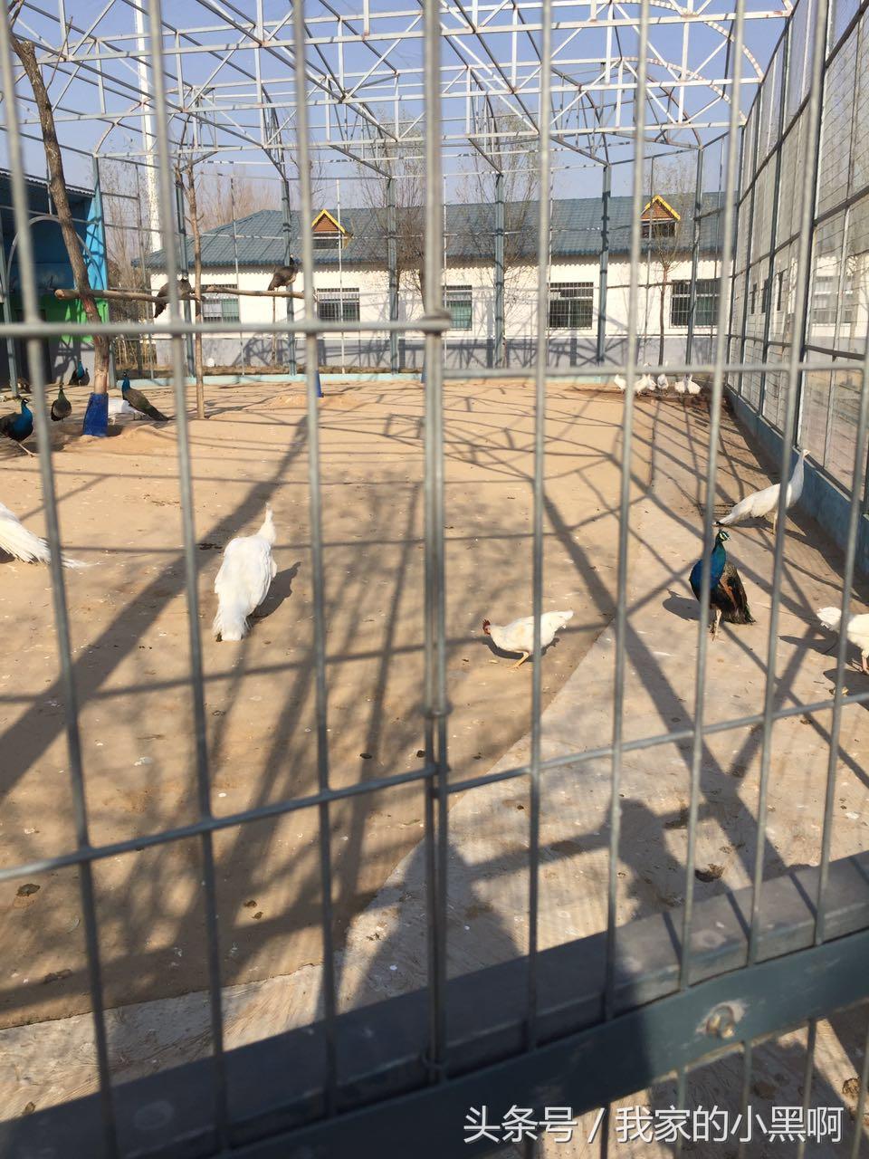 测评德州一日游,德州市动植物园一日游