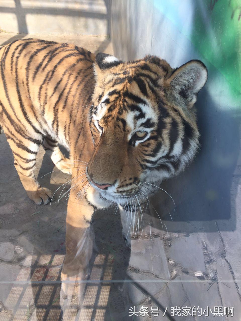 测评德州一日游,德州市动植物园一日游