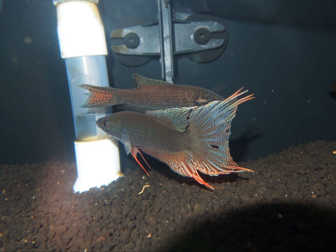 斗鱼2剧情简介,中国斗鱼繁殖