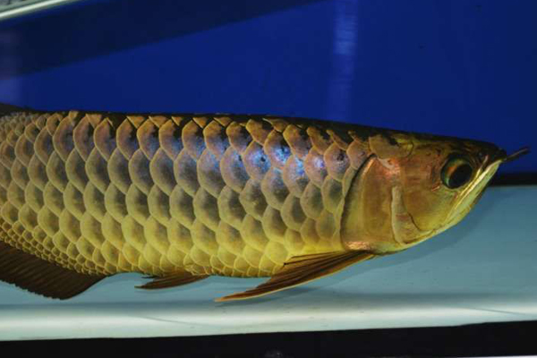 换季龙鱼状态不好怎么调理,龙鱼身上起水泡怎么处理