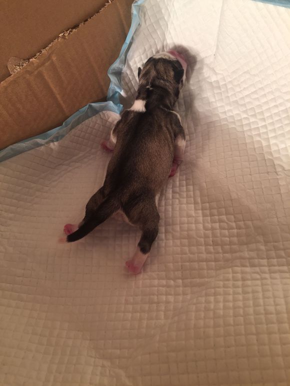 二哈怀孕两个月肚子什么样子,二哈怀孕第5周