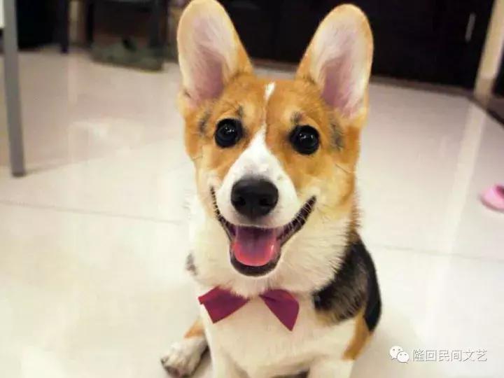 隆回汉子的人狗情缘,养的狗腿子“依依”