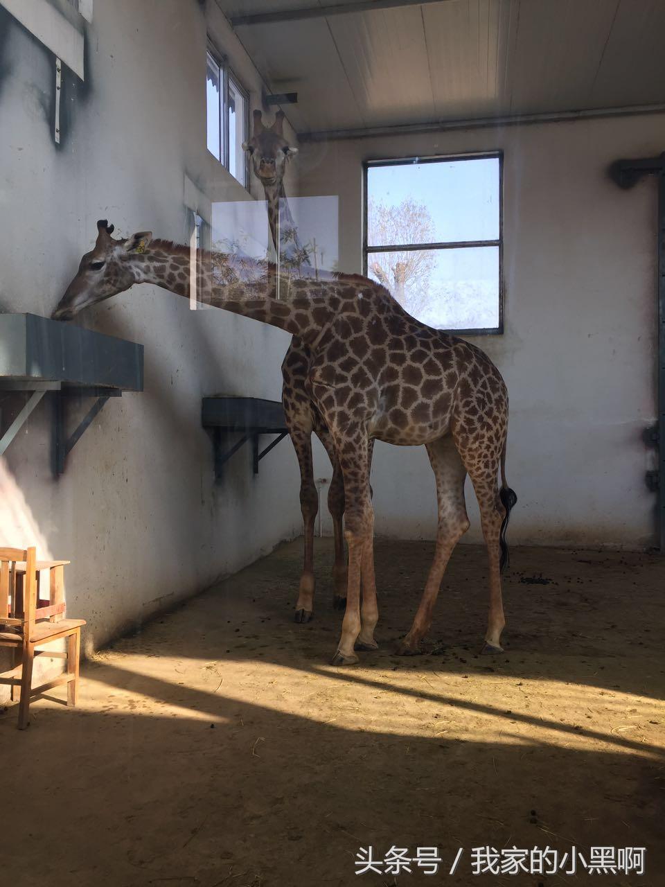 测评德州一日游,德州市动植物园一日游