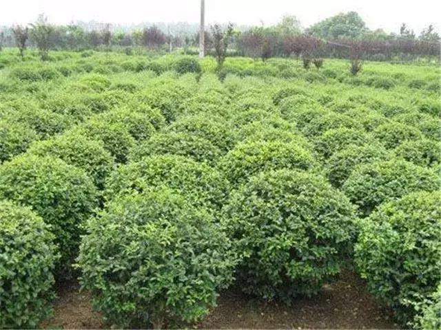 这个销售季：大乔木回暖看涨，灌木行情如何？