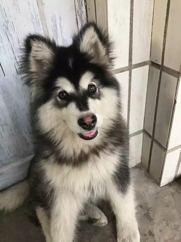 犬种百科之比熊犬,阿拉斯加犬是哪个国家的犬种