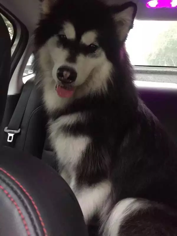 犬种百科之比熊犬,阿拉斯加犬是哪个国家的犬种