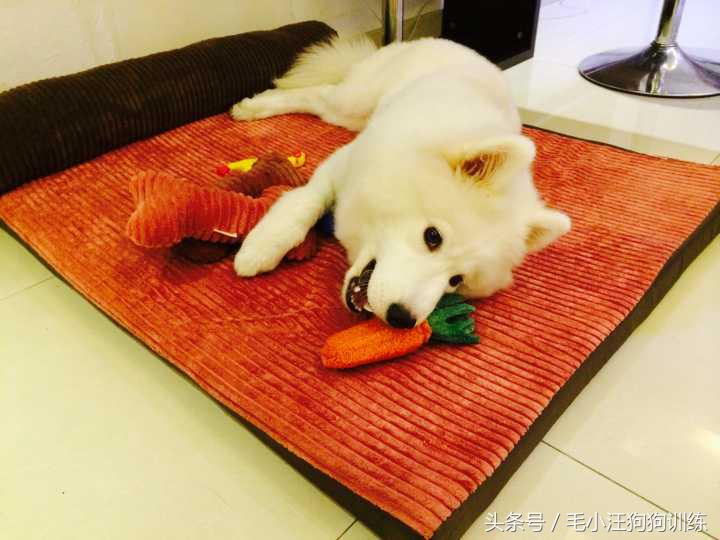 先天性疾病萨摩耶,小萨摩耶得了犬瘟和细小