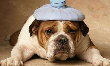 细小犬瘟是怎么传播的,细小犬瘟会传染给兔子吗