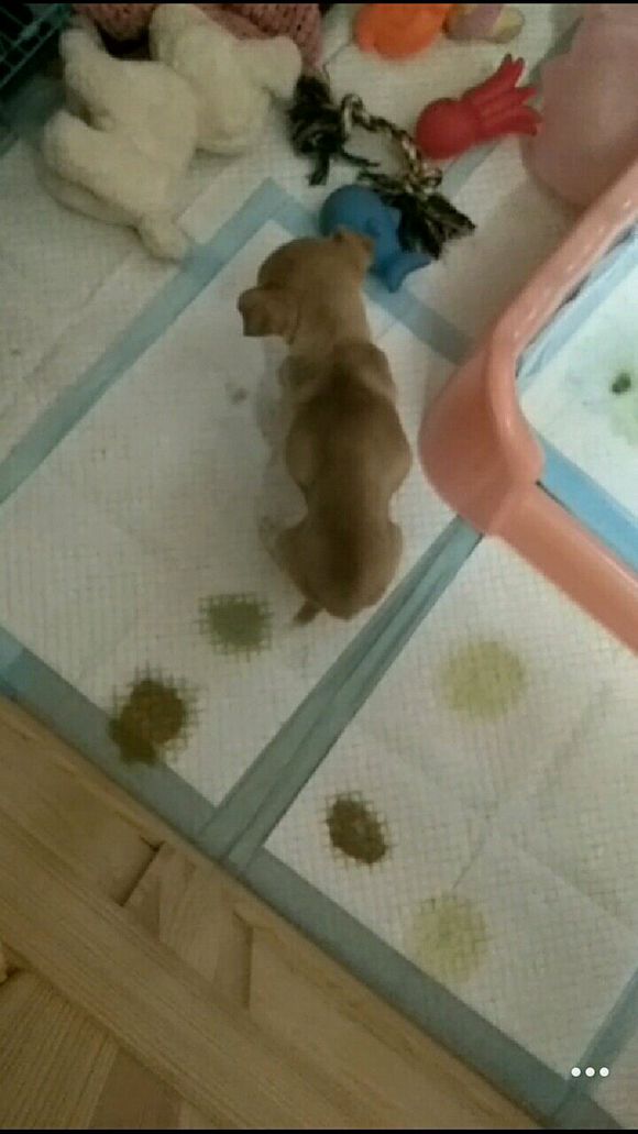 狗狗全身抽搐吐白沫吐血怎么回事,我家狗狗今天吐血不知怎么回事