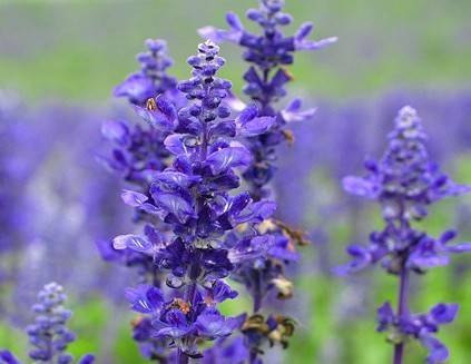 薰衣草，在等待爱情的路上优雅浪漫地踱步