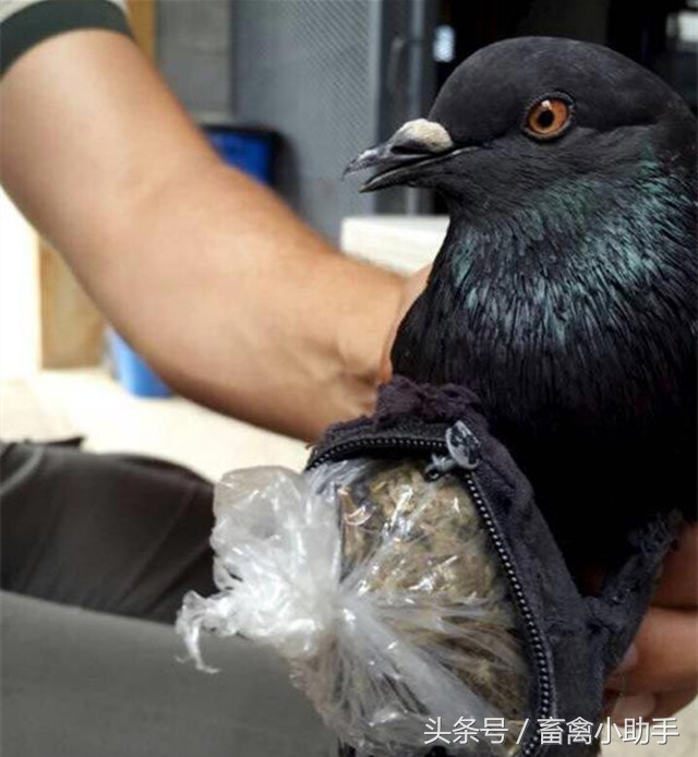 鸽子突然变瘫短时间死亡,鸽子突然变成僵尸的原因