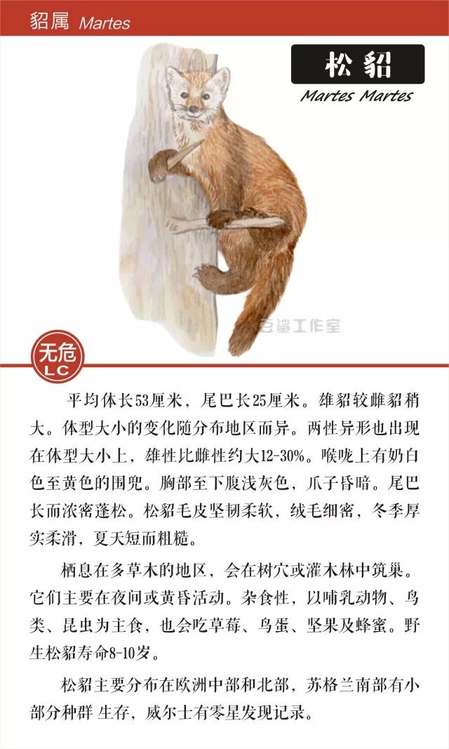 给你带来温暖和短暂时尚的皮草，你想知道背后的故事吗？