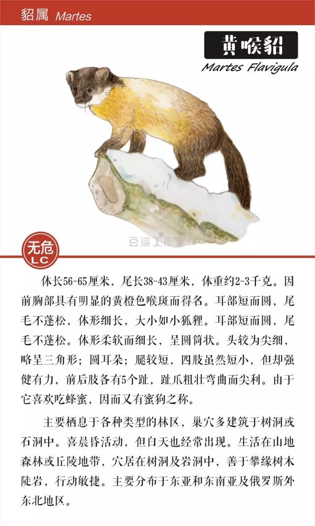 给你带来温暖和短暂时尚的皮草，你想知道背后的故事吗？