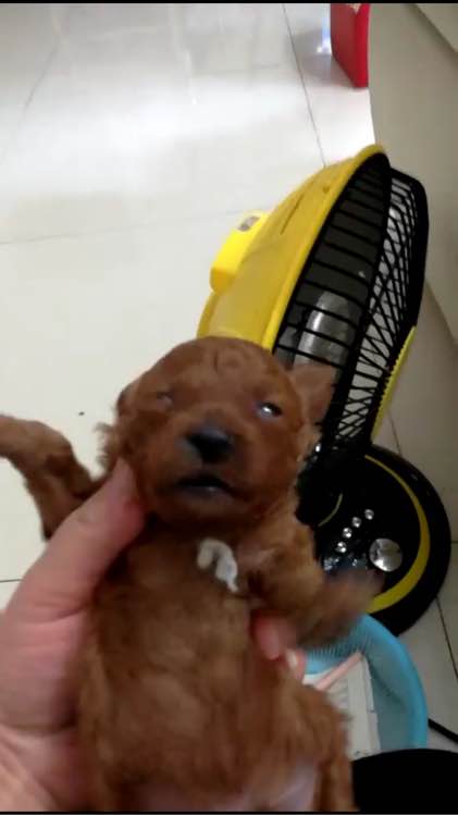 泰迪被领养舍不得原主人,领养泰迪被欺负