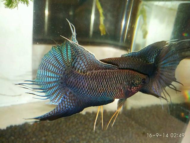 斗鱼2剧情简介,中国斗鱼繁殖