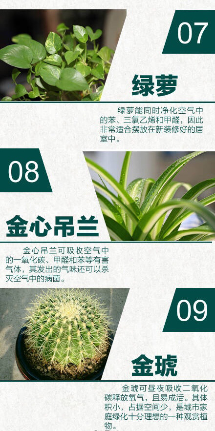24种室内天然空气净化器绿植,净无忧室内污染净化剂