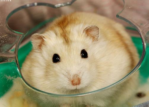 仓鼠饲养箱子,仓鼠饲养基地