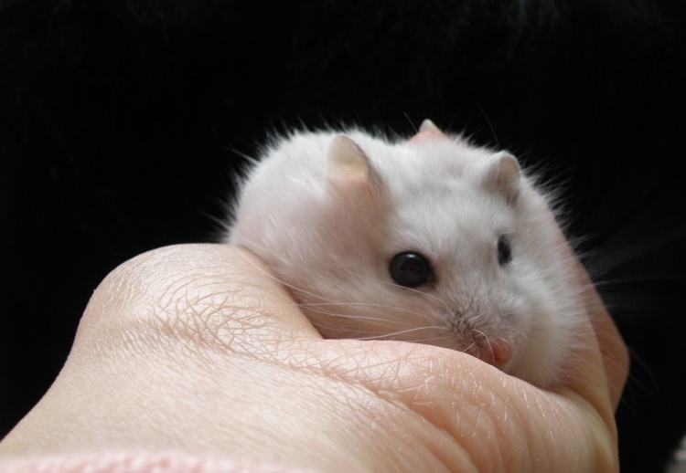 仓鼠饲养箱子,仓鼠饲养基地