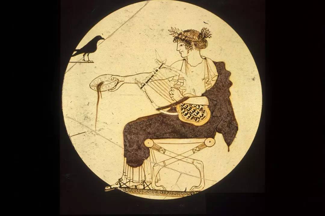 高大上的月桂,就在我们身边