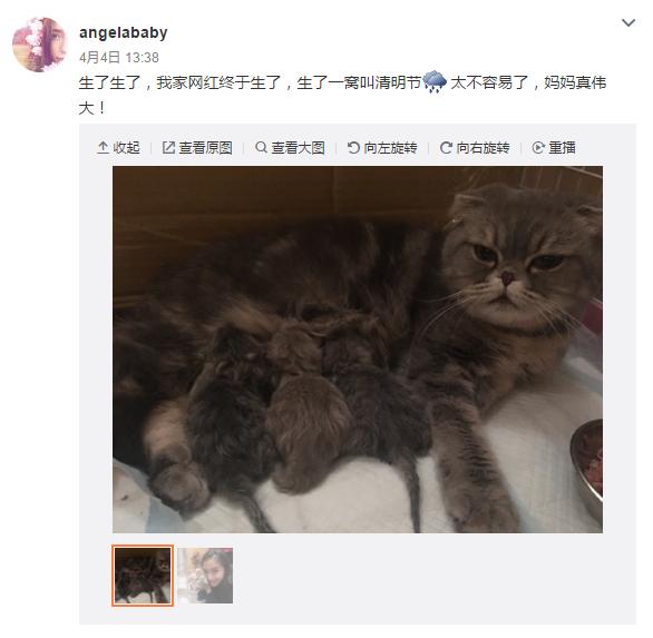 云养宠物可爱,云养宠物出现的原因