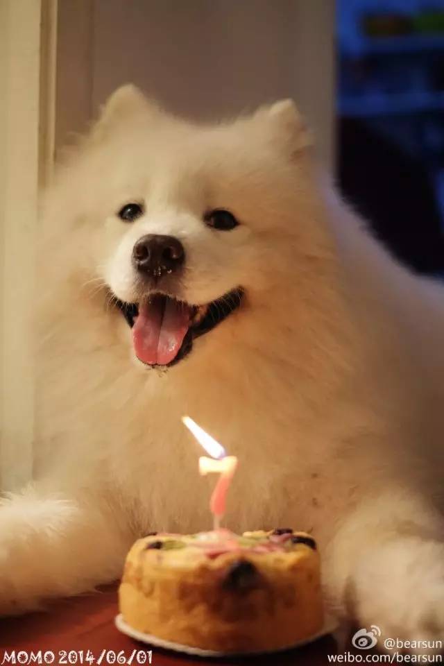 云养宠物可爱,云养宠物出现的原因