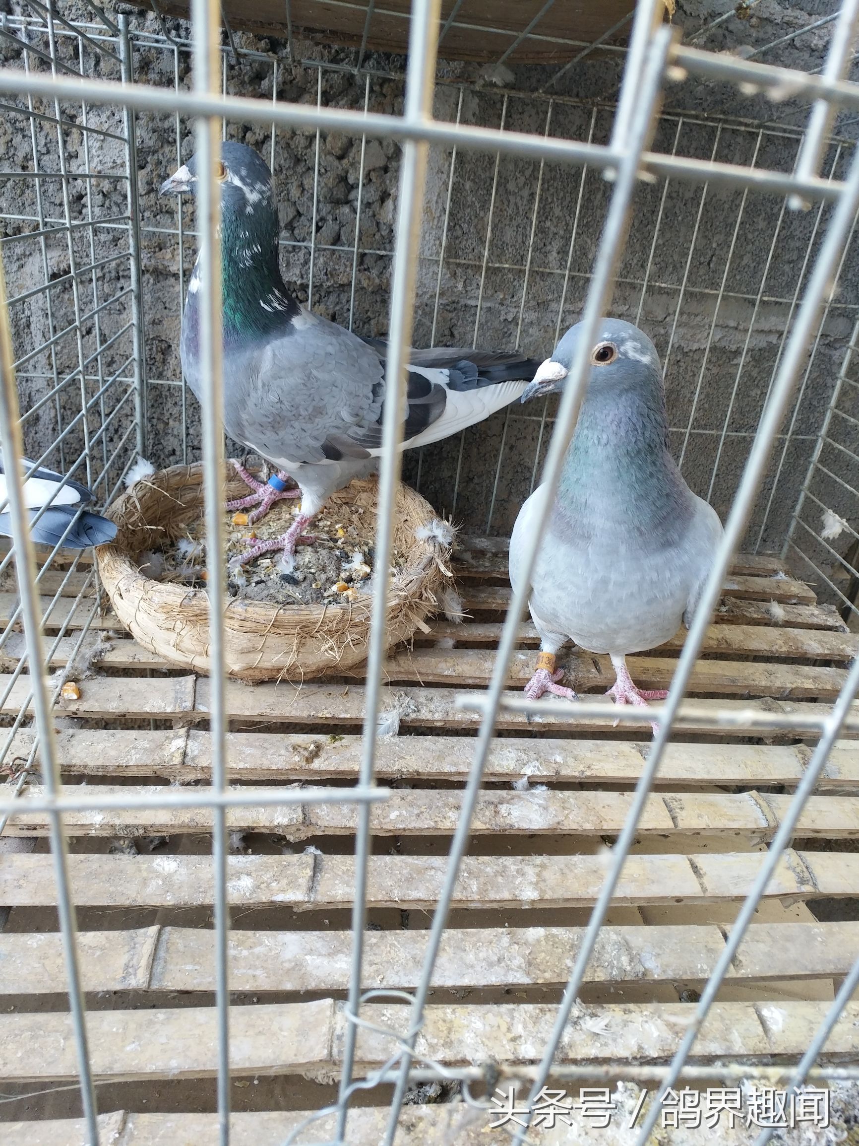 老信鸽开家技巧,信鸽开家最好方法