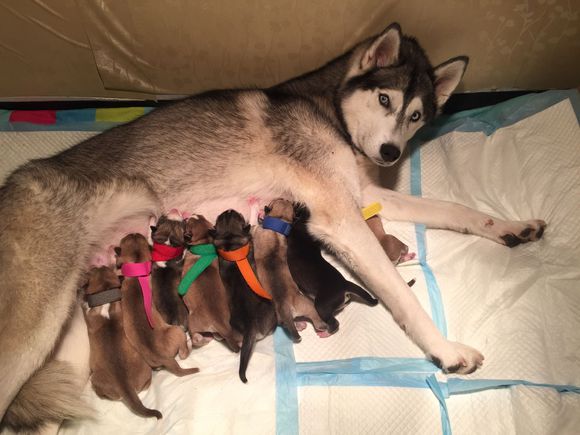 二哈怀孕两个月肚子什么样子,二哈怀孕第5周