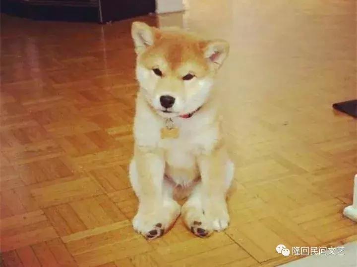 隆回汉子的人狗情缘,养的狗腿子“依依”