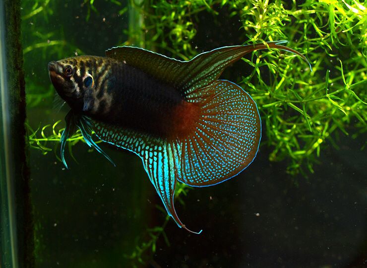 斗鱼2剧情简介,中国斗鱼繁殖