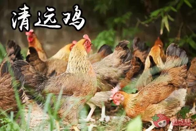 劲爆！这家“鸡村”3年来每天接客到脚软！