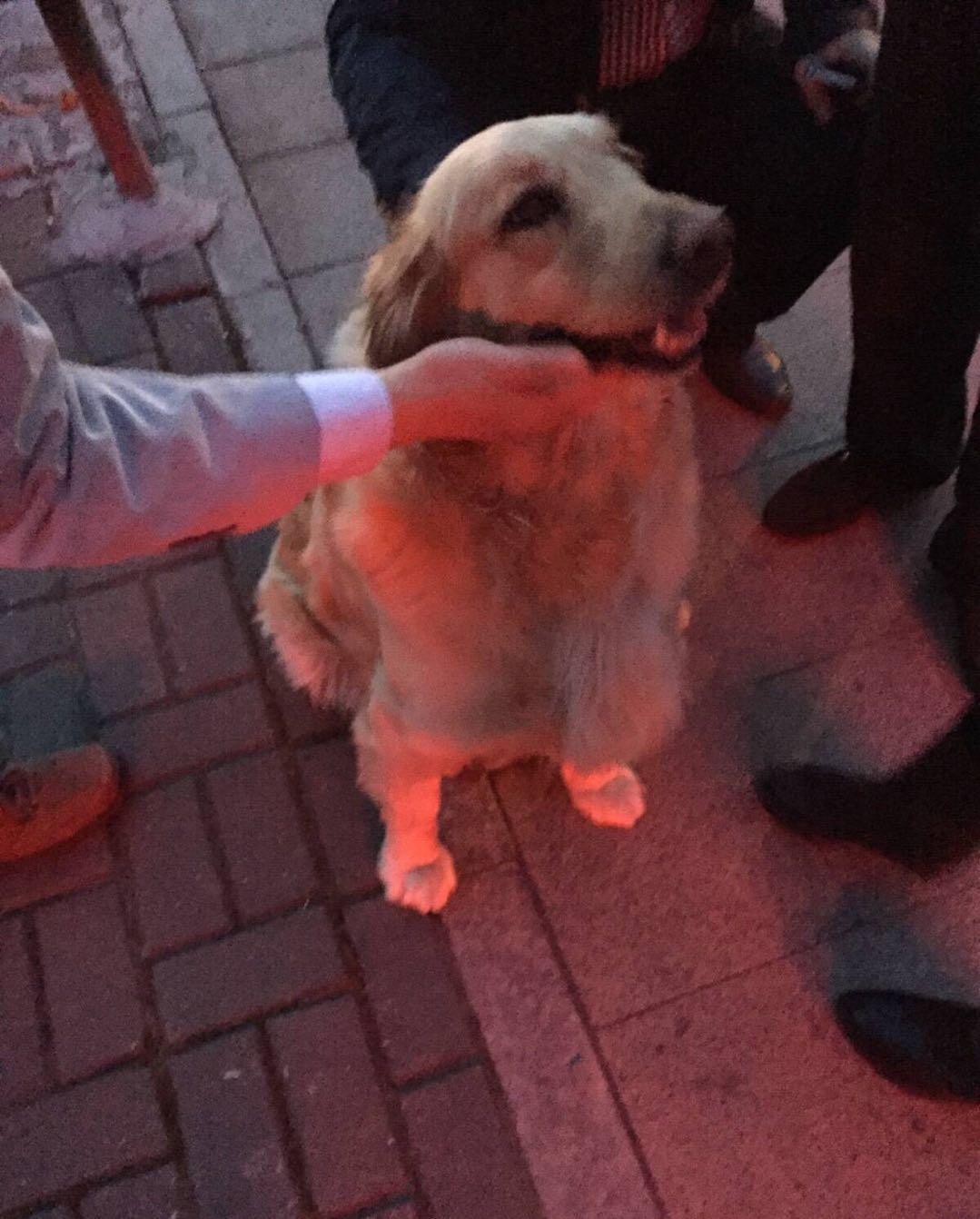 老爸喝醉教金毛骑自行车,爸爸喝醉了让狗骑车