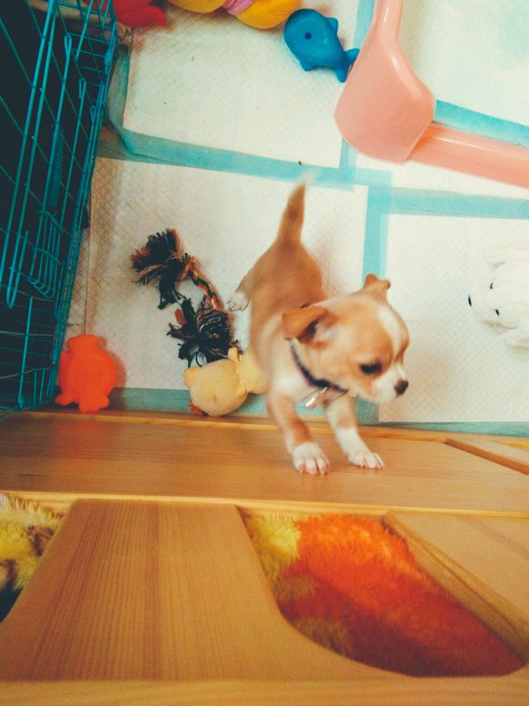 狗狗全身抽搐吐白沫吐血怎么回事,我家狗狗今天吐血不知怎么回事