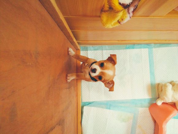 狗狗全身抽搐吐白沫吐血怎么回事,我家狗狗今天吐血不知怎么回事