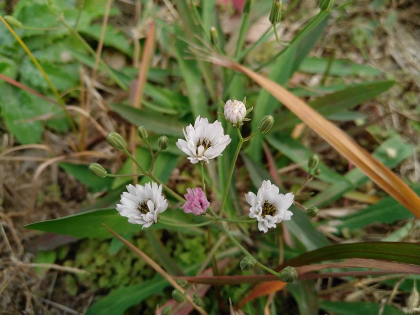 坚果PRO2测评,坚果pro2开不了机