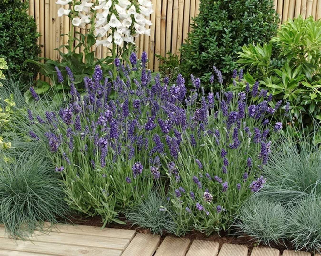 薰衣草，在等待爱情的路上优雅浪漫地踱步