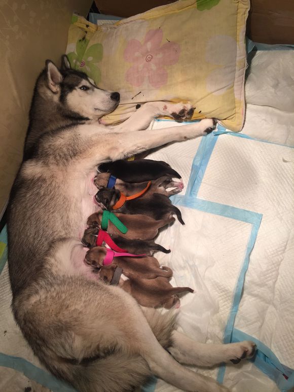 二哈怀孕两个月肚子什么样子,二哈怀孕第5周