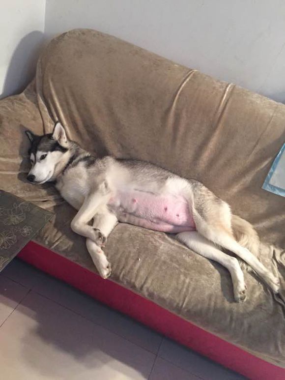 二哈怀孕两个月肚子什么样子,二哈怀孕第5周