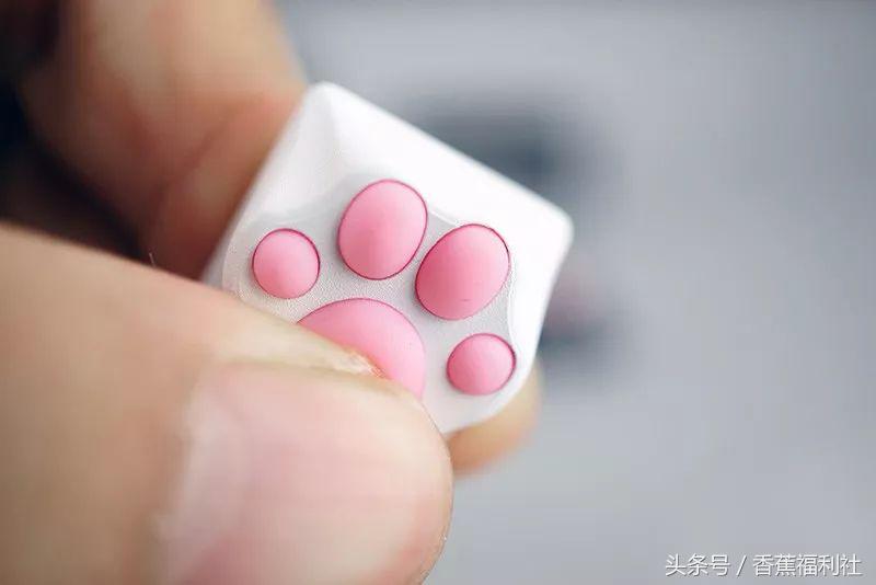 猫咪就是最好的时尚单品,猫咪就是这个世界上最可爱的动物