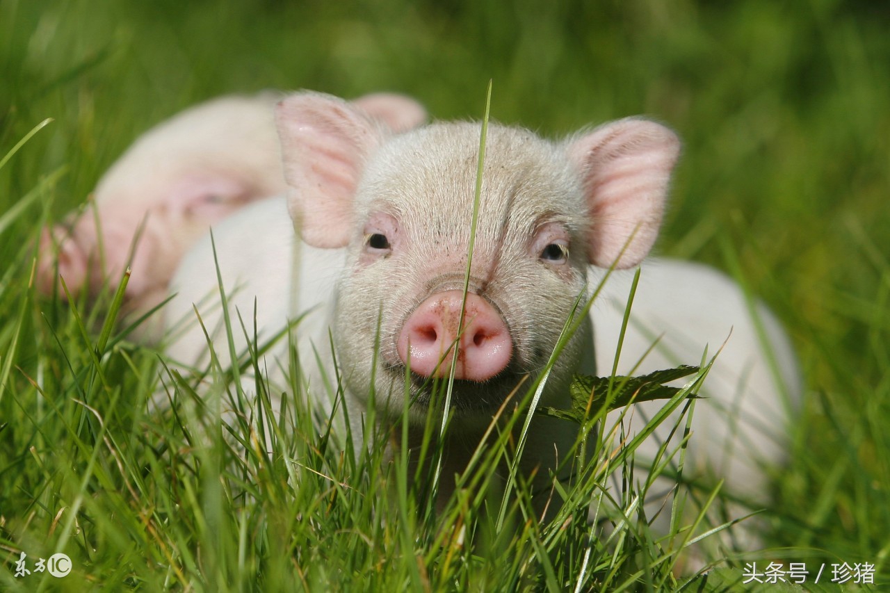 猪链球菌和附红细胞体混合感染,猪得了附红细胞体病有哪些症状