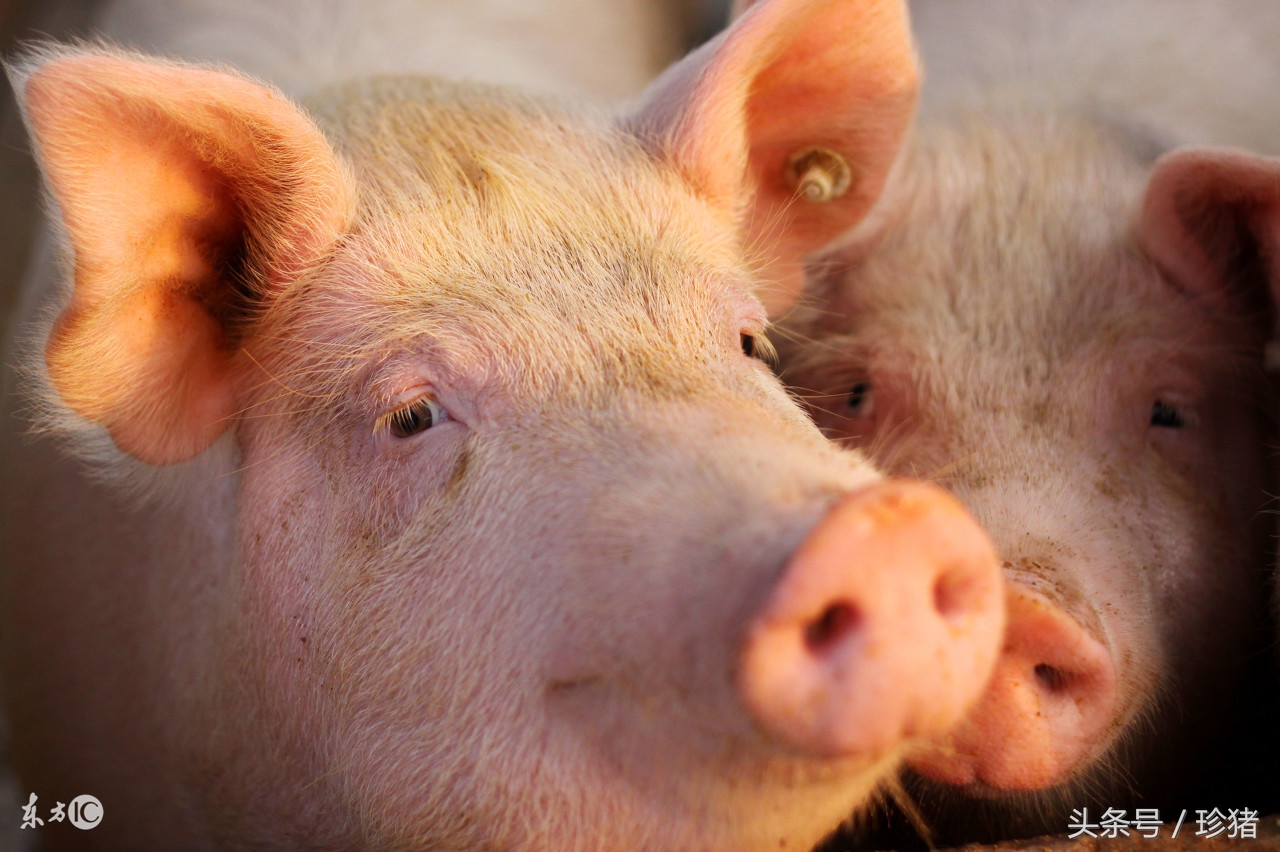 猪链球菌和附红细胞体混合感染,猪得了附红细胞体病有哪些症状