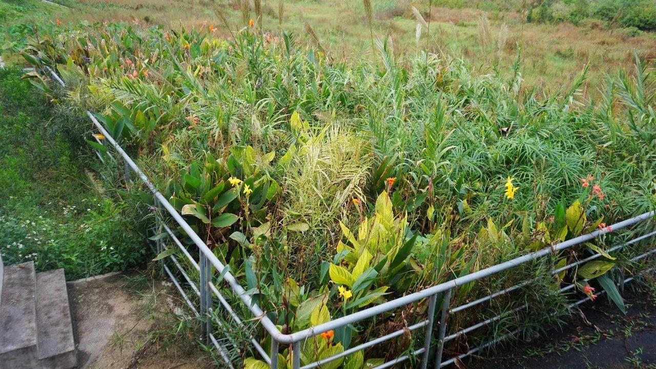 清远清新文明村,清远市文明村