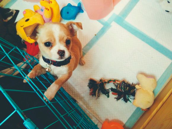 狗狗全身抽搐吐白沫吐血怎么回事,我家狗狗今天吐血不知怎么回事