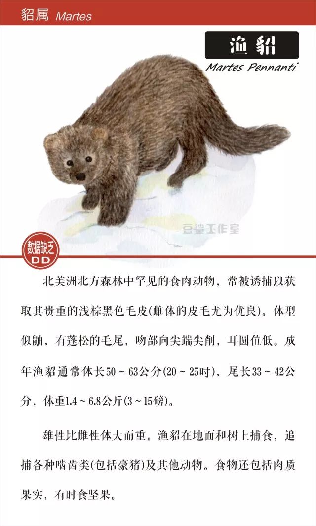 给你带来温暖和短暂时尚的皮草，你想知道背后的故事吗？