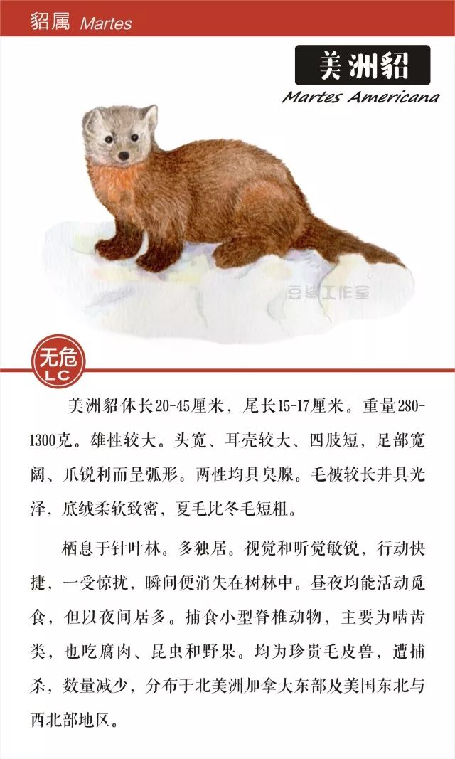 给你带来温暖和短暂时尚的皮草，你想知道背后的故事吗？