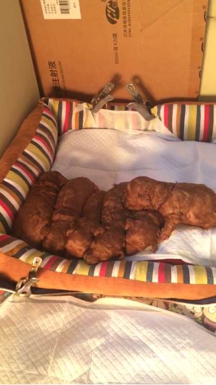 泰迪被领养舍不得原主人,领养泰迪被欺负